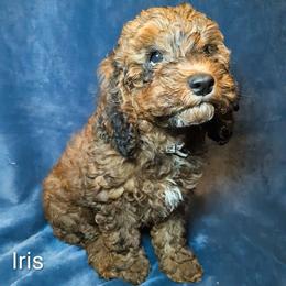 Iris - Brown and tan female Cockapoo puppy in Sunset, Louisiana from Cano Cockapoos