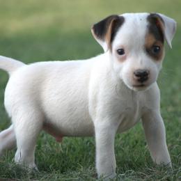 Gizmo - Tri-colored male Parson Russell Terrier puppy in Menifee, California from Wendover Terriers