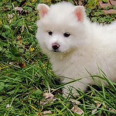 American Eskimo Dogs from Finnegan Fluffy Butts