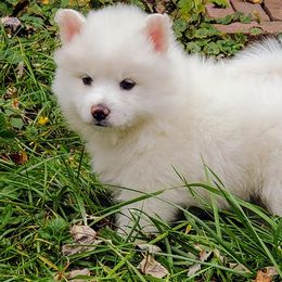 American Eskimo Dogs from Finnegan Fluffy Butts