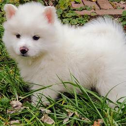 American Eskimo Dogs from Finnegan Fluffy Butts