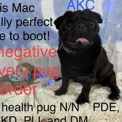 Mac - Pug