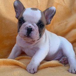 Frankie - Fawn and white male French Bulldog puppy in Galt, California from The three little frenchies
