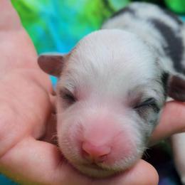 Pearl - Blue merle and white female Cardigan Welsh Corgi puppy in Winston, Oregon from There and Back Again Corgis