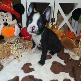 Boy 2 - male Boston Terrier puppy in Cedar Hill, Texas from Baldwins Boston Terriers