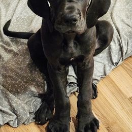 Fantasma - Black and white Great Dane puppy in Bay Shore, New York from Gentle Giant Companions