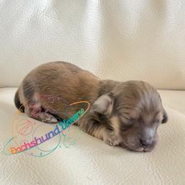 Jupiter - Cream male Dachshund puppy in Peyton, Colorado from Dachshund Universe
