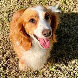 Gus - Dachshund