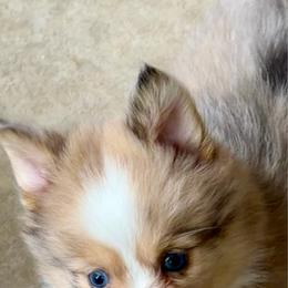 Super Tiny Sable Merle - Sable & white female Toy Shetland Sheepdog puppy in Magnolia, Texas from Solace Shelties and Pomskies