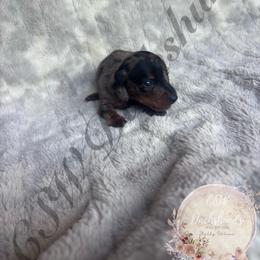 Harry - Dapple male Dachshund puppy in Lufkin, Texas from CSW Dachshunds