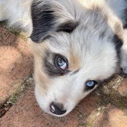 Girl 2 - female Australian Shepherd puppy in Benicia, California from Aussie-Love