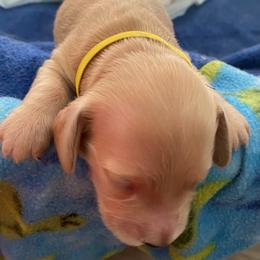 Sydney yellow collar - Cream female Dachshund puppy in Lake Mary, Florida from Lakeside Doxies