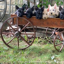 Scottish Terrier and Sealyham Terrier Puppies from Afterglow Kennels, LLC