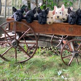 Scottish Terrier and Sealyham Terrier Puppies from Afterglow Kennels, LLC