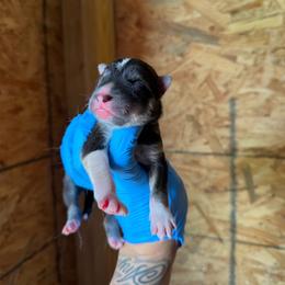 Boy 1 - Agouti and white male Siberian Husky puppy in Uhland, Texas from Siberian Huskies