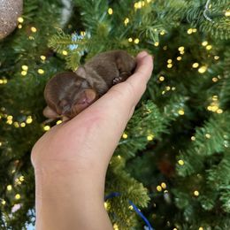 Choco - Chocolate and tan male Chihuahua puppy in Burleson, Texas from BabydollYorkiesofTexas