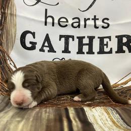 Girl 3 - Panda female German Shepherd puppy in Pelham, North Carolina from P & P Shepherds