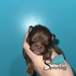 Remy - Chocolate and tan male Pomeranian puppy in Perry County, Ohio from Speechless Pom’s