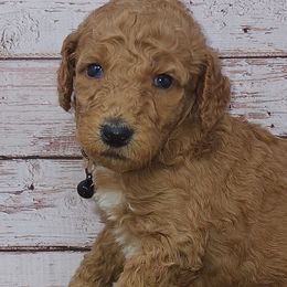 Izzy - Apricot Poodle puppy in Selinsgrove, Pennsylvania from Poodle Paws and Puppies