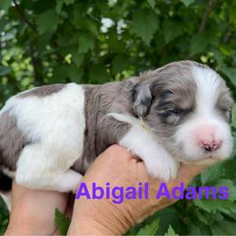 Abigail (Adams) - Parti female Goldendoodle puppy in Newark, Ohio from Valleydayle Doodles and Wheatens