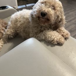 Jas - Cockapoo