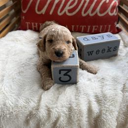 George aka Blue Collar - Cream male Goldendoodle puppy in Portland, Tennessee from Happy_Tails_by_TJ