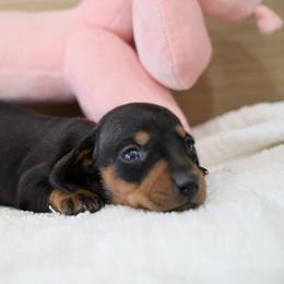 Candy - Black female Dachshund puppy in Jurupa Valley, California from Divine Doxies