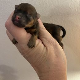 Praline - Red sable female Pomeranian puppy in Palatka, Florida from Sugarland Pomeranians