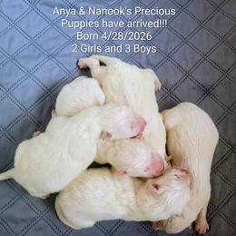 Reserved M2 - White male Samoyed puppy in Downey, Idaho from Seven Diamond Samoyeds