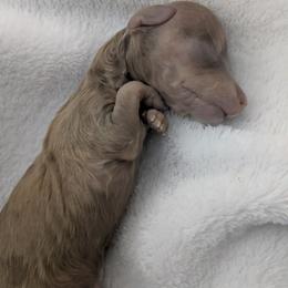 4 cream - Cream female Dachshund puppy in Central Point, Oregon from MRS Long Dog Ranch