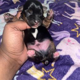 Homer - Black and tan male Yorkshire Terrier puppy in Gastonia, North Carolina from Precious pups dynasty kennel