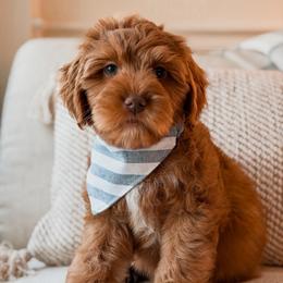 Red collar boy - Red  male Goldendoodle puppy in Hollister, Missouri from Wild Acres Goldendoodles