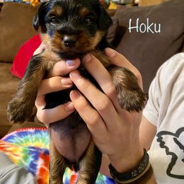 Yorkshire Terrier Puppies from Cutest AKC AZ Yorkies