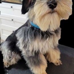 Orbit - Miniature Schnauzer