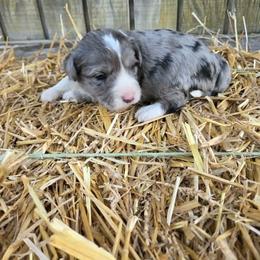 Blue Merle - Blue merle male Aussiedoodle puppy in Hillsboro, Illinois from Shoal Creek Puppies