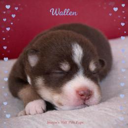 Wallen - Chocolate male Pomsky puppy in Cottrellville, Michigan from Jeanne’s Half Pint Pups