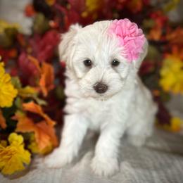 Snow - White female Miniature Schnauzer puppy in Placerville, California from Rpuppies