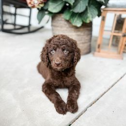 Labradoodle Puppies from M4 Doodles