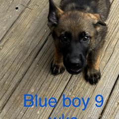 Blue boy - Sable German Shepherd puppy in Fredericksburg, Virginia from Trinity German Shepherd Dogs