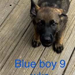 Blue boy - Sable German Shepherd puppy in Fredericksburg, Virginia from Trinity German Shepherd Dogs