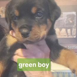 Boy 3 - Black and mahogany male Rottweiler puppy in De Witt, Iowa from Irish Eyes Kennels