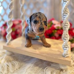 Dachshund Puppies from Duck creek farm