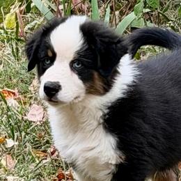 Asa - Black tri-color male Australian Shepherd puppy in Lynnville, Indiana from Moonlightaussies