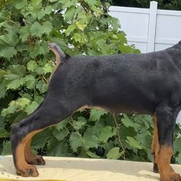 Doberman Pinschers and Shih Tzus from Macaco’s