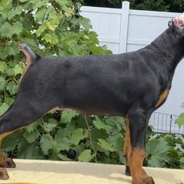 Doberman Pinschers and Shih Tzus from Macaco’s