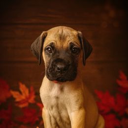 Boy 3 - Fawn male Great Dane puppy in Ocala, Florida from Oak Haven Great Danes