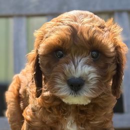 St Patrick - Red male Cavapoo puppy in Pleasant Hill, Iowa from Harvest Creek