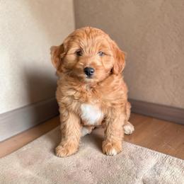 Summer - Red female Aussiedoodle puppy in Sparta, Missouri from Sis' Doodles & Poodles