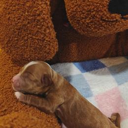 Buzz - Red male Cavapoo puppy in Dallas, Texas from Halo's Heroes Doodles