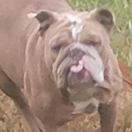 Bulldogs from Ozark Mt Bulldogs